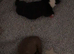 5* pedigree Boston terriers