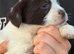 Last boy pup