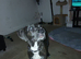 Cane corso mixed with pressa cannario