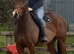 The Most Fun And Easy Mare Around!