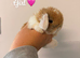 5 gorgeous mini lops