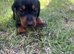 3 miniature dachshunds left