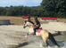 Suzy 15.3hh Irish draught x Connie