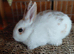 Netherland dwarf x Dutch sweet baby boy and girl available NOW. Norfolk.