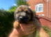 Border Terrier pups