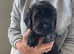 Golden retriever x flat coat retriever puppies