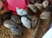 Chinese painted quail