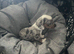 Miniature Dachshunds