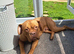 Dogue De Bordeaux Female for Sale