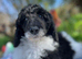 Standard Poodle