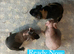 Skinny Pig Boars