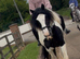 Beautiful tradition cob 14.1hh
