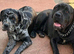 Cane corso puppy
