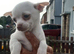 Male chihuahua