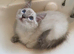 Ragdoll kittens fully vaccinated registered and insured £500