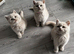Beautiful British Shorthaired Kittens