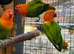 Green opaline