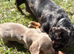 Miniature dachshund Isabella 2 boys