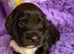 Miniature Australian Labradoodle Puppies