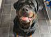 Stud full breed Rottweiler