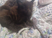 1 female brown maincoon kitten looking for her forever home
