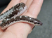 Baby kenyan sand boas