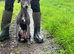 Saluki bull x whippet bull