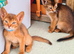 Abyssinian tica pedigree