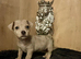 Jack Russel pups