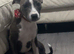 Staffordshire bull terrier female