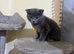4 Beautiful Scottish Fold Kittens
