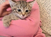 Tabby kittens available