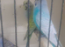 Budgies for sale