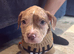 One beautiful playful puppy left Merle