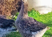 2 x Dewlap Toulouse Ganders
