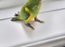 Baby Senegal with cage