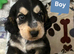 1 Girl and 1 Boy left Show Cocker Spaniel Puppies
