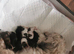 Lhasa apso/shih tzu