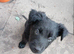 German Shepherd cross Belgian mali pups
