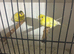 Canary’s