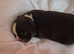 Gorgeous wee Scottish Boston terriers puppies for rehoming