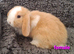 Adorable Mini Lop Baby Rabbits For Sale