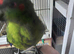 Tame kakariki for sale.