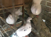 Pigeons