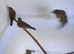 Green finches for sale 2026 youngster's