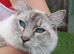 Handsome Blue Tabby Lynx Male
