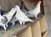 White racer pair breeder