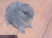 Netherland dwarf babys