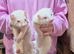 Ferrets