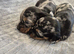 MINI SMOOTH DASCHUNDS READY JULY 8TH